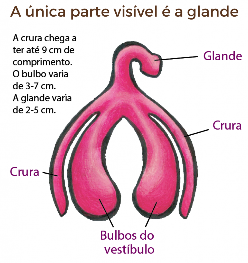 anatomia-do-clitoris