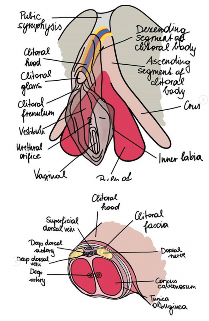 anatomia-vagina