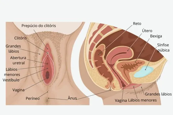 anatomia-genital-feminina